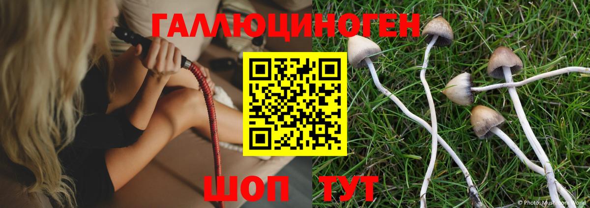 Псилоцибиновые грибы Psilocybe Кемерово